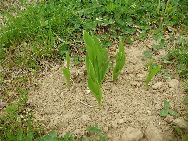 đurđice